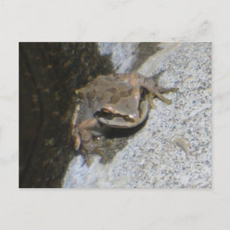 cartão postal do sapo
