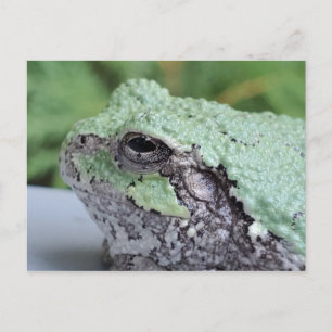 Cartão postal do Sapo de árvore