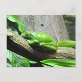 Cartão postal do Sapo de árvore