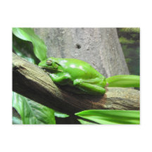 Cartão postal do Sapo de árvore