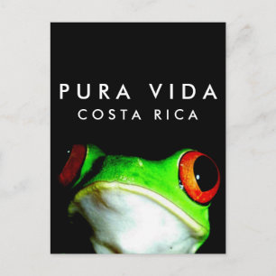 Cartão postal do Sapo de árvore Costa Rica Pura