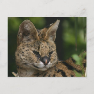 Cartão postal do Serval