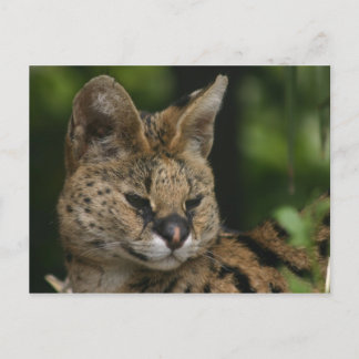 Cartão postal do Serval