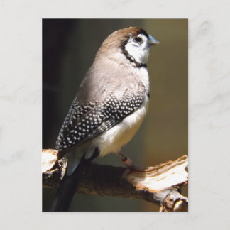 Cartão postal do tentilhão de cara de coruja