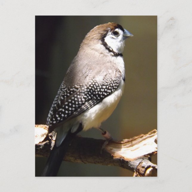 Cartão postal do tentilhão de cara de coruja (Frente)