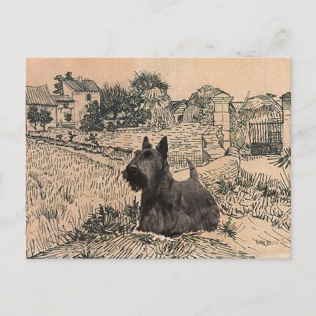 Cartão Postal do Terrier Escocês (Frente)
