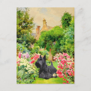 Cartão Postal do Terrier Escocês
