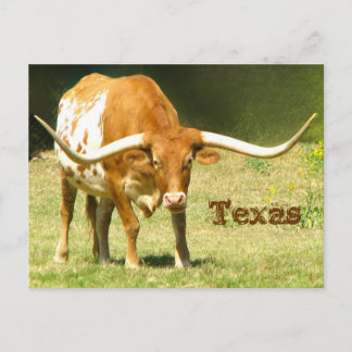 Cartão postal do Texas Longhorn com fatos