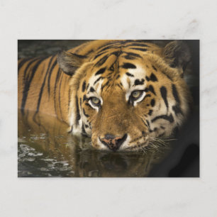 cartão postal do tigre
