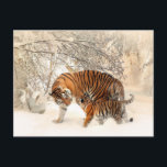 cartão postal do tigre e do bebê<br><div class="desc">cartão postal do tigre e do bebê para todas as ocasiões. E não se esqueça que você pode personalizar seu pedido.</div>