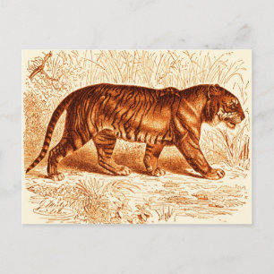 Cartão postal do tigre laranja