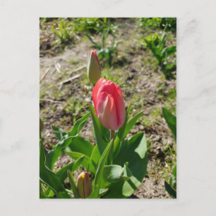 Cartão postal do Tulipa Rosa no Parque