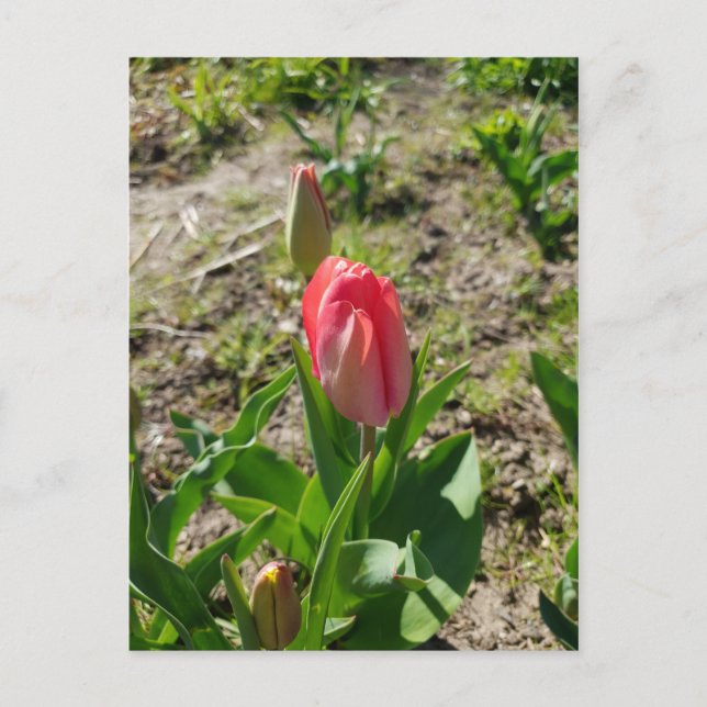 Cartão postal do Tulipa Rosa no Parque (Frente)
