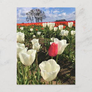 Cartão postal do Tulipa Rosa se Destacando, Oregon