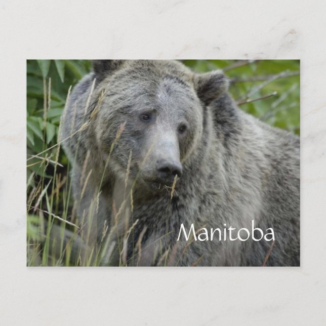 cartão postal do urso cinzento de Manitoba (Frente)