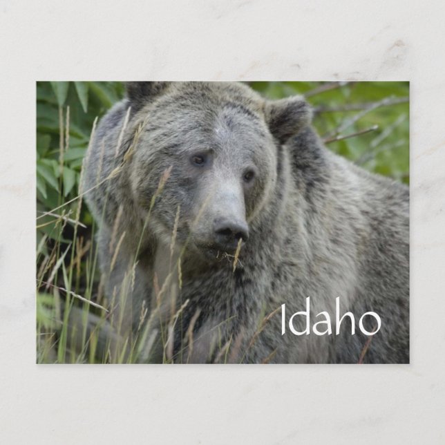 cartão postal do urso pardo de Idaho (Frente)