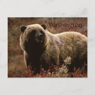 cartão postal do urso pardo de Washington