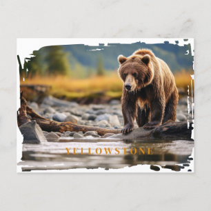 Cartão Postal do Urso Pardo de Yellowstone