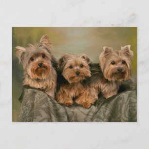 Cartão postal do Vazio Yorkshire Terrier Puppy Dog