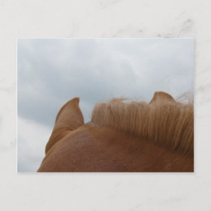 Cartão Postal Do Vista de Cavalo, Orelhas de Cavalo e Pescoço
