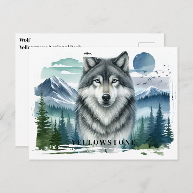 Cartão postal do Wolf Yellowstone (Frente/Verso)