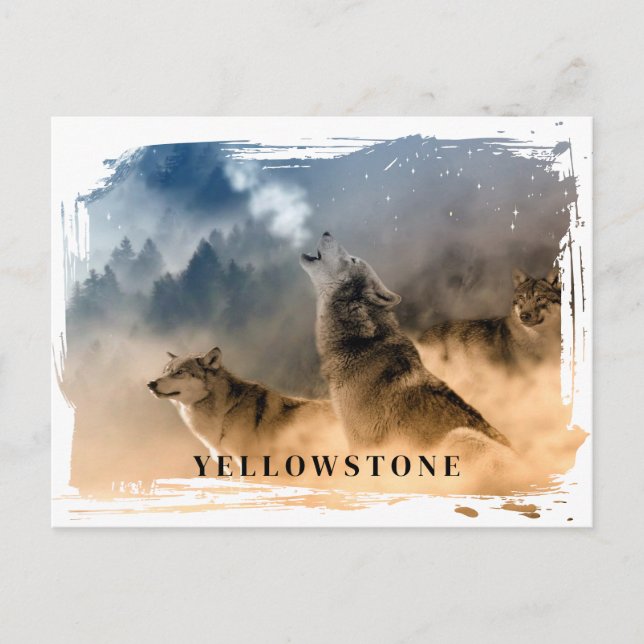 Cartão postal do Wolf Yellowstone (Frente)