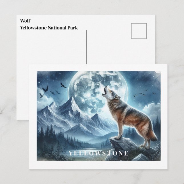 Cartão postal do Wolf Yellowstone (Frente/Verso)