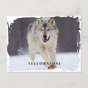 Cartão postal do Wolf Yellowstone