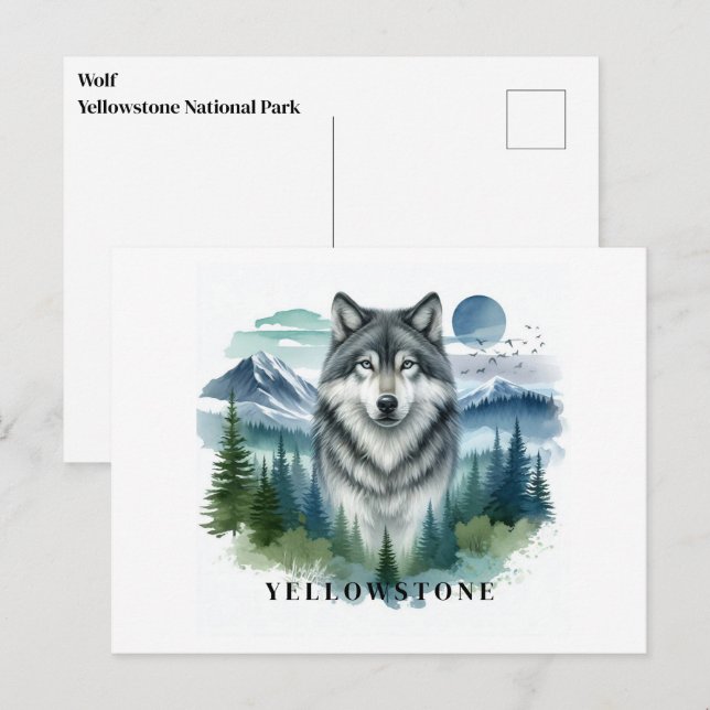 Cartão postal do Wolf Yellowstone (Frente/Verso)