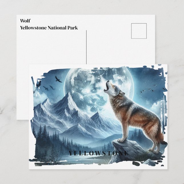 Cartão postal do Wolf Yellowstone (Frente/Verso)