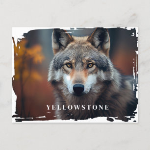Cartão postal do Wolf Yellowstone