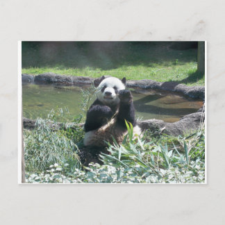 Cartão postal do Zoo Panda Bear Memphis