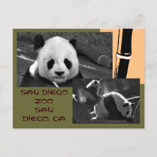 Cartão postal do Zoo Panda San Diego