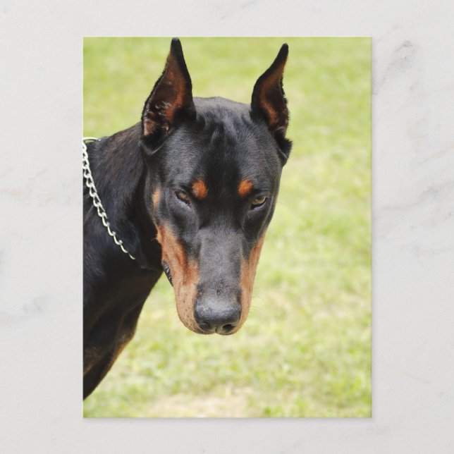 cartão postal doberman assustador (Frente)