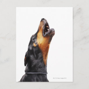 Cartão Postal Doberman Howling