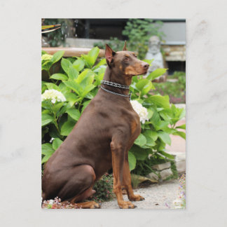 Cartão Postal Doberman - No Jardim da Igreja