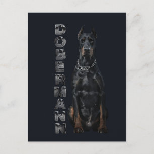 Cartão Postal Doberman Pinscher