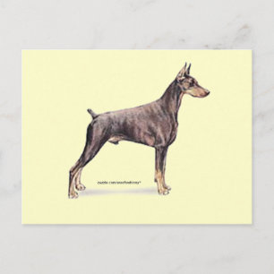Cartão Postal Doberman Pinscher