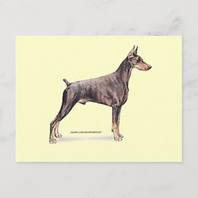 Cartão Postal Doberman Pinscher (Frente)