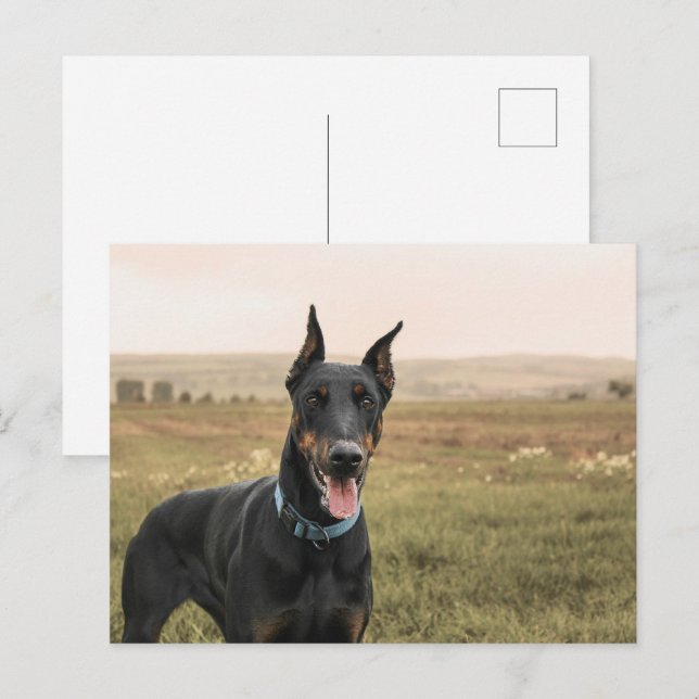 Cartão Postal Doberman Pinscher No Campo (Frente/Verso)