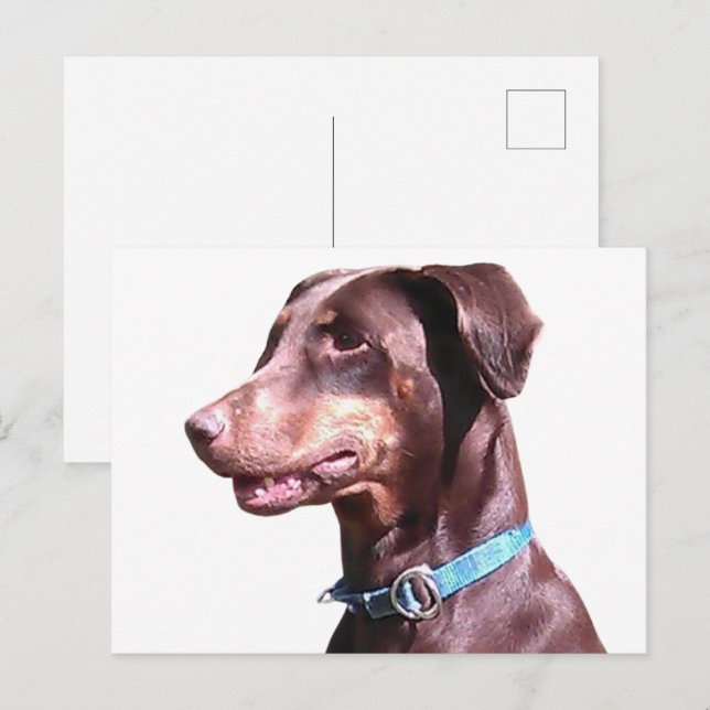 Cartão Postal Doberman Pinscher Red (Frente/Verso)