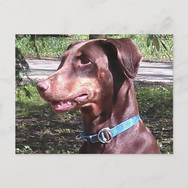 Cartão Postal Doberman Pinscher Red (Frente)