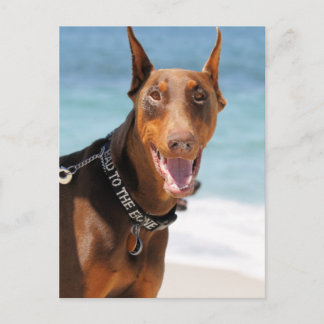 Cartão Postal Doberman - Vermelho - Ruim ao Osso