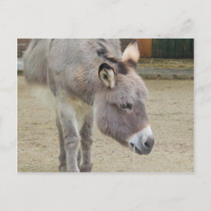 Cartão Postal Doce, Cinza Animal, Família de Cavalos