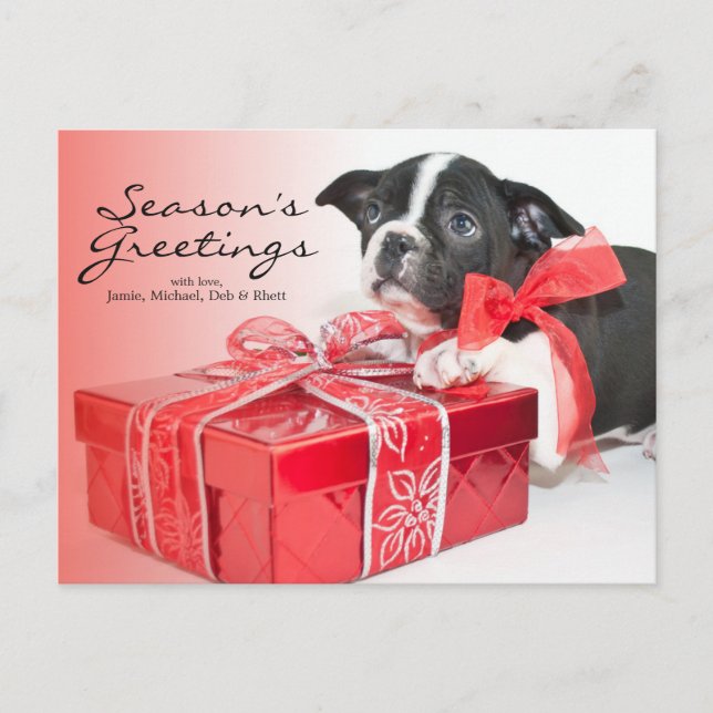 Cartão Postal Doce de Boston Terrier (Frente)