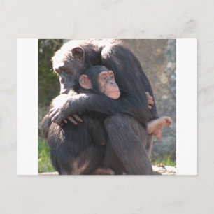 Cartão Postal Doce! Dois chimpanzés compartilham um abraço adorá
