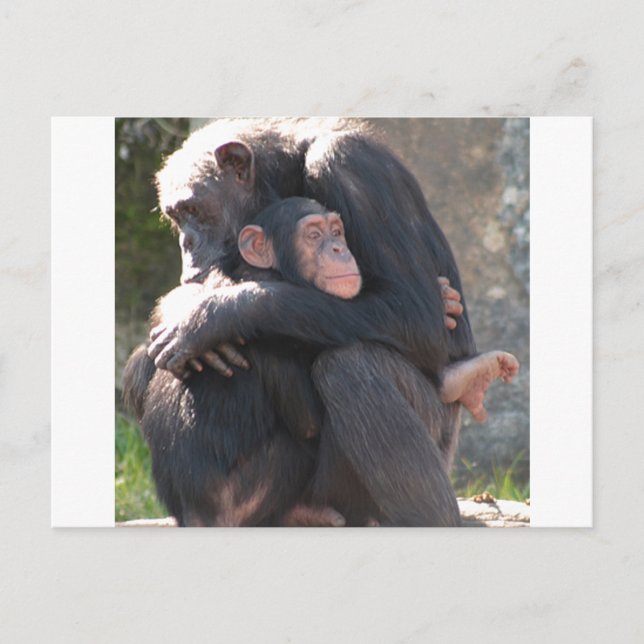 Cartão Postal Doce! Dois chimpanzés compartilham um abraço adorá (Frente)