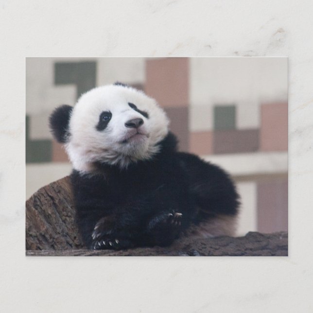 Cartão Postal Doce Giant Panda Baby (Frente)
