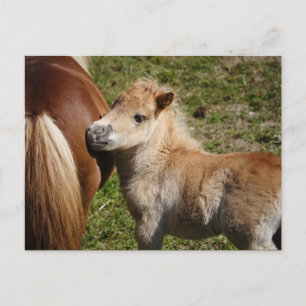Cartão Postal Doce Haflinger Foal