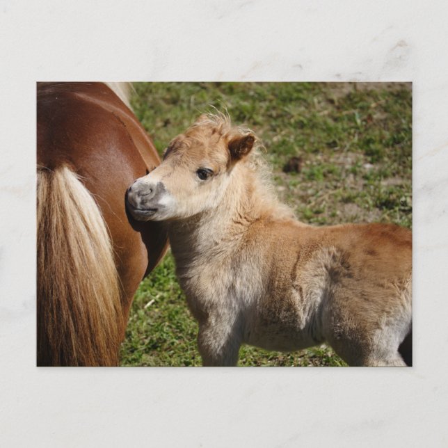 Cartão Postal Doce Haflinger Foal (Frente)